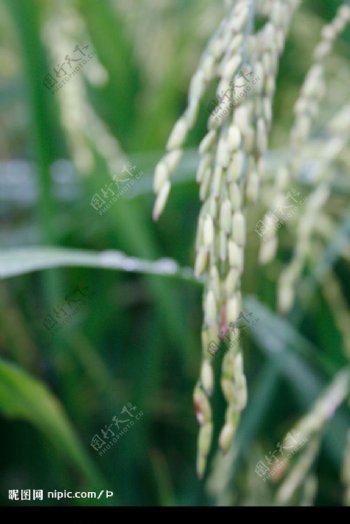 水稻背景图片