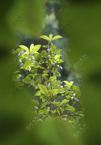 植物花草树木图片