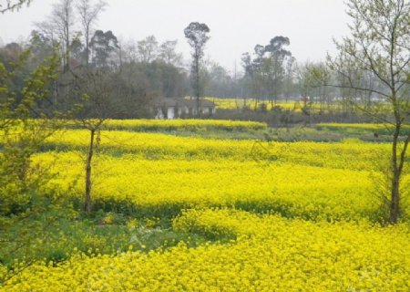 油菜花开图片