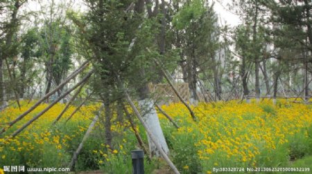 公园的黄花和松树图片