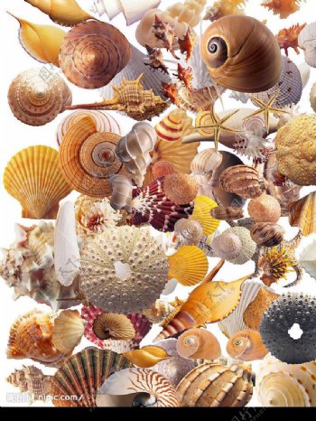 贝壳海星海螺海产素材图片