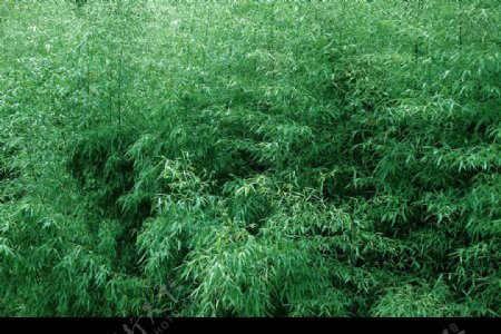 黄海九寨沟里的竹子图片