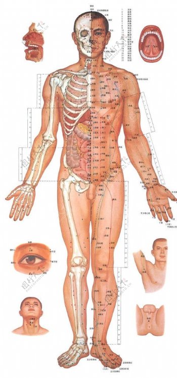 人体骨骼学位正面图片