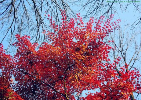 西安风景树木红枫图片