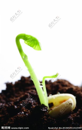 植物幼苗图片