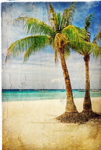 热带树木棕榈树图片