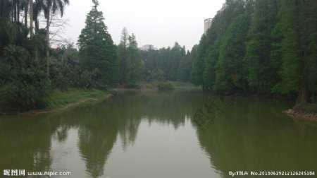 绿色池塘图片