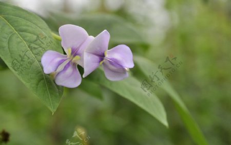 豆角花图片