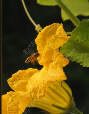 南瓜花上的蜜蜂图片