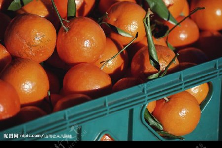 蔬菜水果类柑橘图片