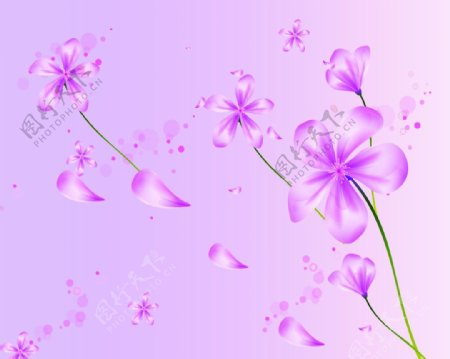 旅行中的紫色花朵儿图片