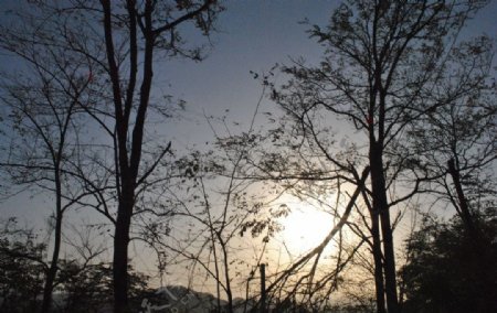夕阳印树影图片
