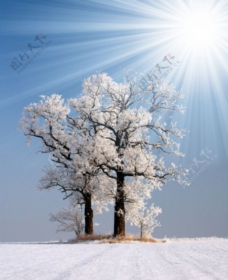 冬季原野树木树枝雪景图片