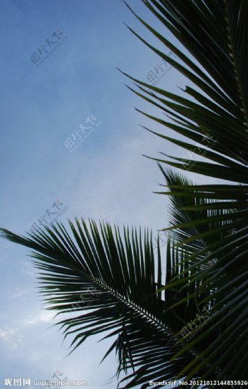 椰子岛树叶图片