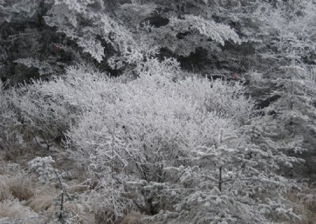 峨眉山雪景图片