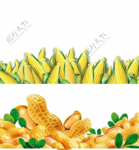 花生玉米图片