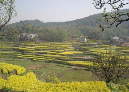 百里油菜花如海图片