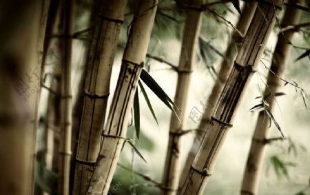 幽静的竹林图片