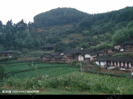 农村田地水稻图片
