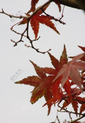 水墨风格的枫叶摄影图片