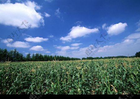 玉米田图片