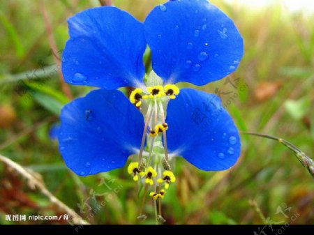 蓝蝴蝶花图片