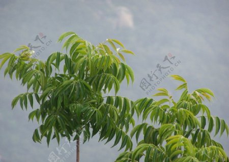 麻楝绿叶白云图片