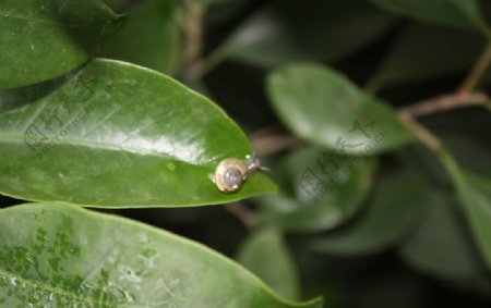 树叶小蜗牛图片