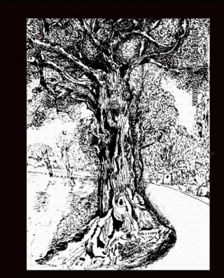 手绘素描树木图片
