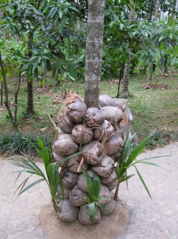 椰子苗图片