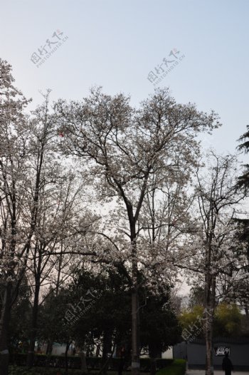 白玉兰树图片