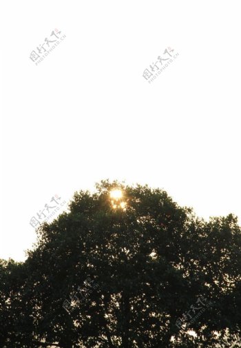 阳光穿过树梢图片