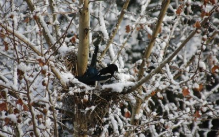 雪中鹊巢图片