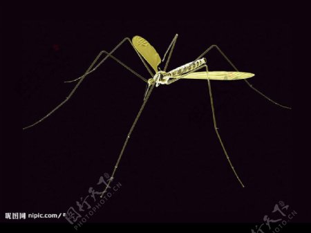 蚊子3D效果透视图图片
