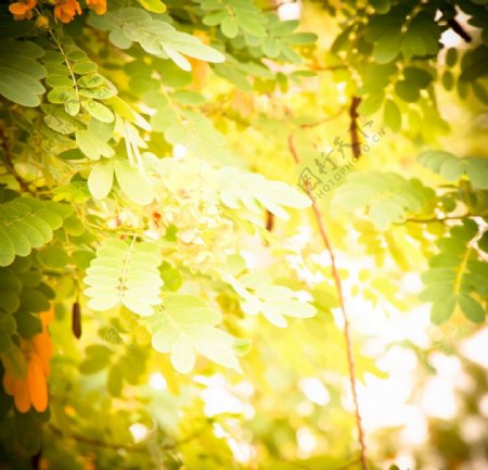 摄影树叶阳光图片