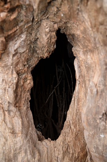 奇树老树洞里的树枝图片