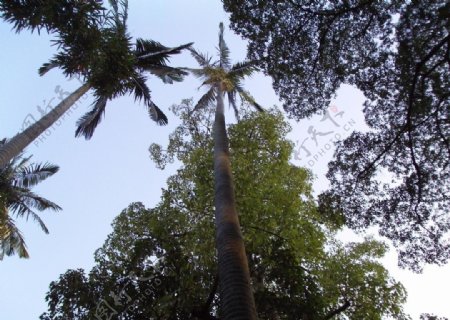 桄榔树图片