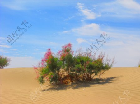 根在大漠花更艳图片