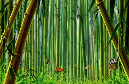 竹子林图片