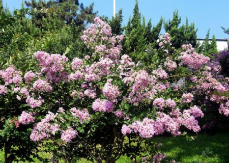 紫薇树图片