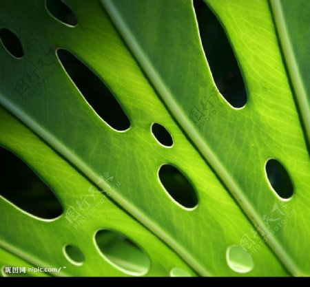 热带雨林草绿叶子镂空图案叶脉图片