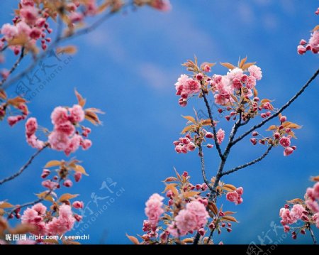 樱花图片