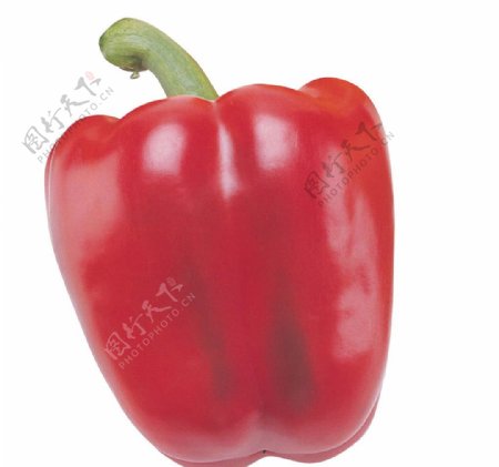 红辣椒矢量素材图片