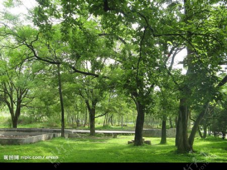 嫩绿的枫树三图片