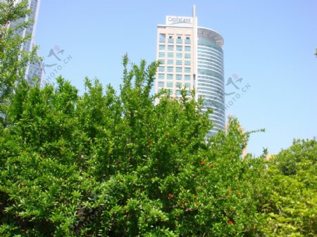 上海建筑石榴树花图片