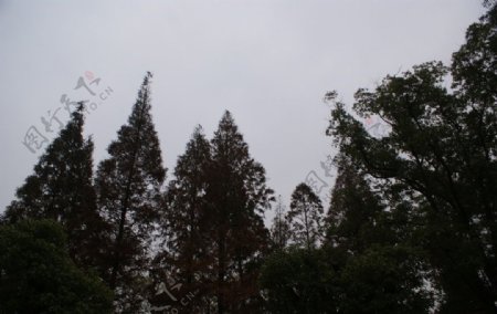 长沙烈士公园树林图片
