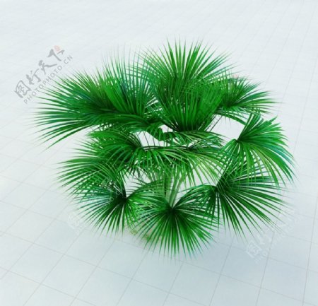 海椰子巨椰子树图片