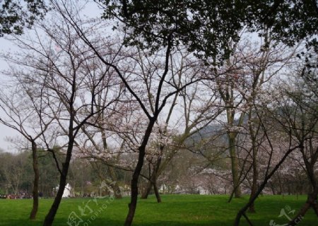 含苞待放樱花树图片