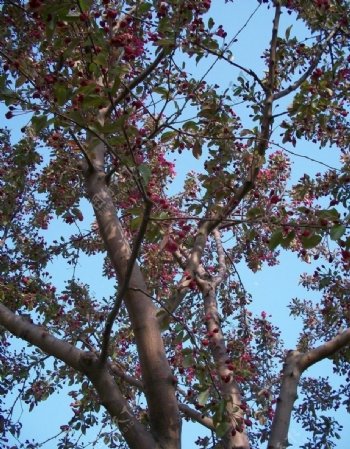 春天的花树图片