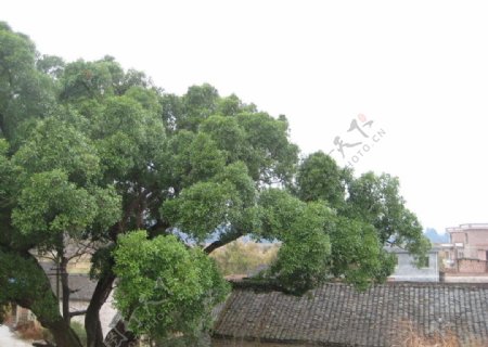 青翠的大树图片